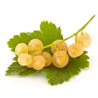 Johannisbeere1