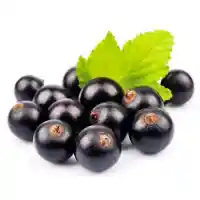 Johannisbeere5
