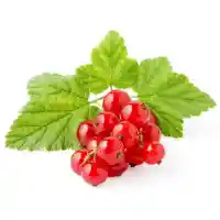 Johannisbeere3